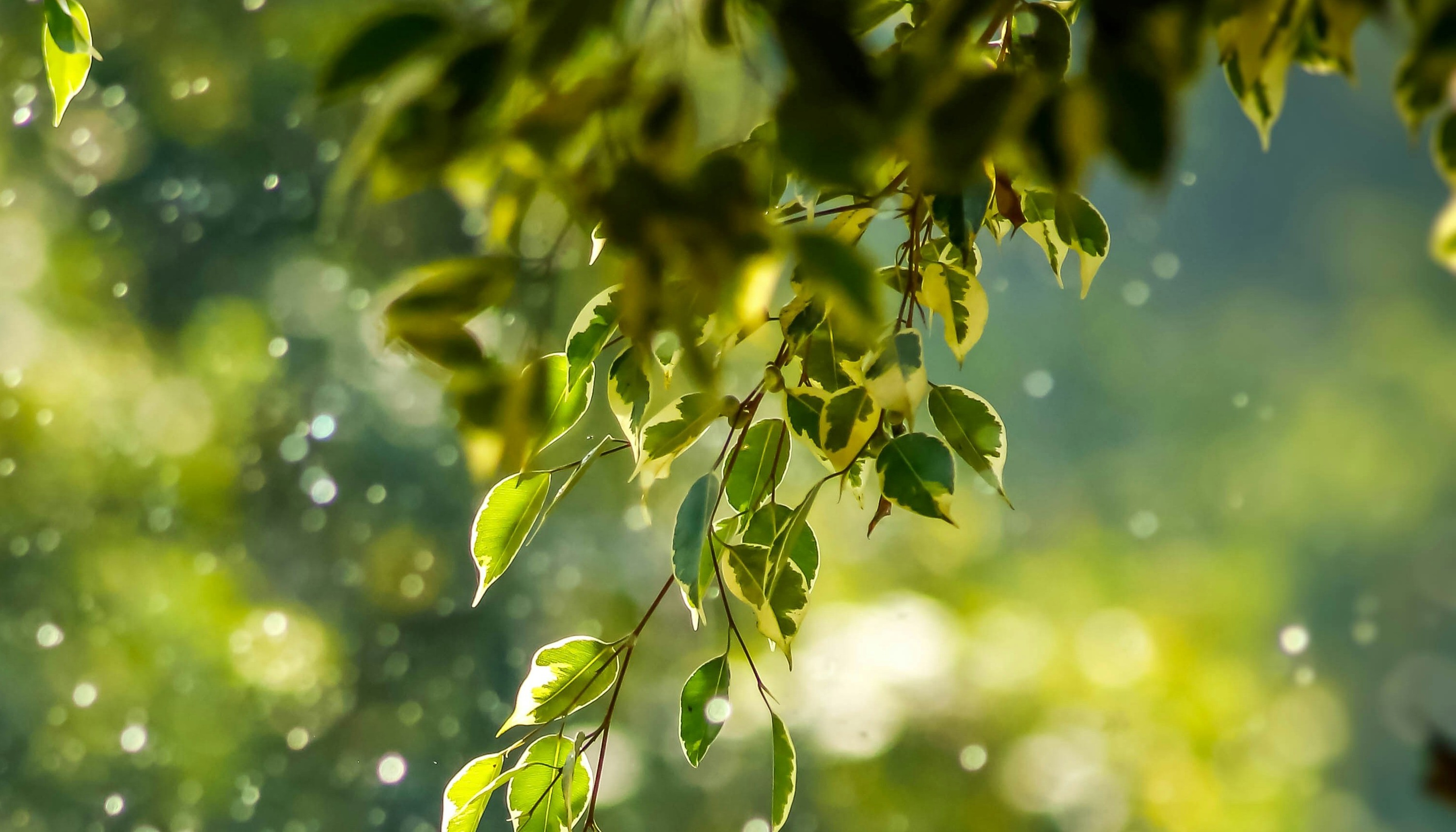 Imagen de la tercera diapositiva