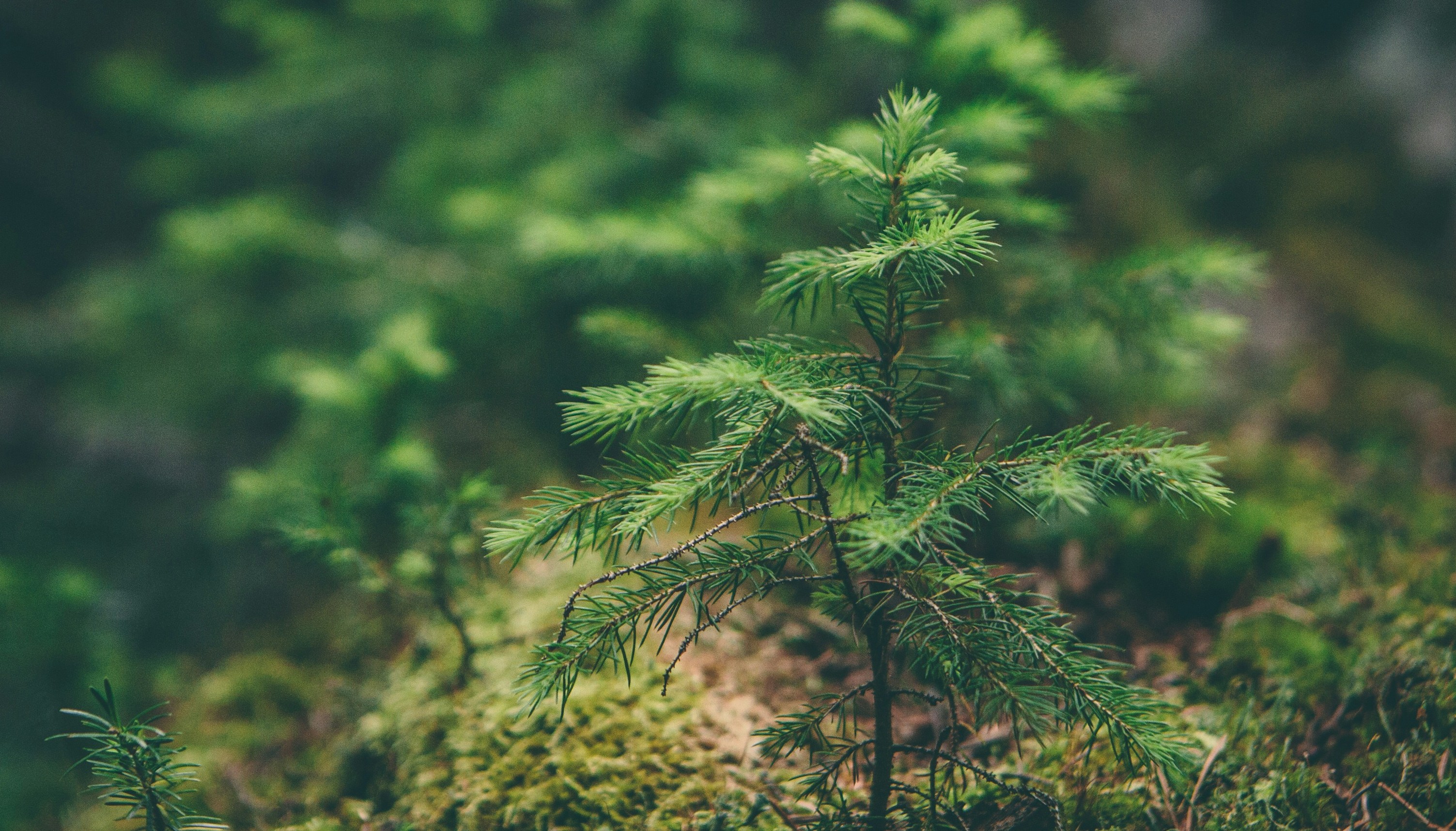 Imagen de la segunda diapositiva